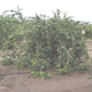 Aoshima Satsuma Mandarin Budwood citrus plant material online shopping