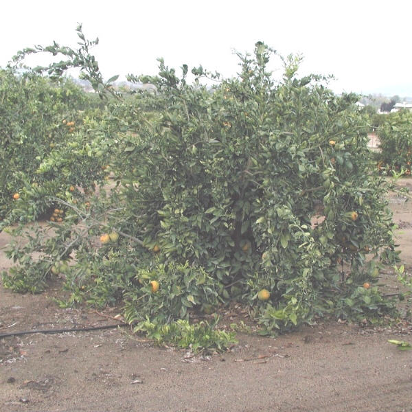 Aoshima Satsuma Mandarin Budwood citrus plant material online shopping