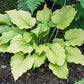 Sherlock Hosta Plants online shopping