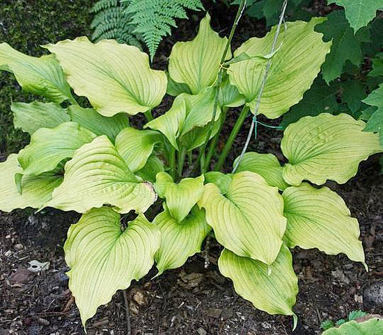 Sherlock Hosta Plants online shopping