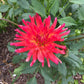 Dragonberry Dahlia Plants online shopping