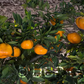 Miyamoto Satsuma Mandarin Budwood citrus plant material online shopping