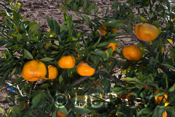 Miyamoto Satsuma Mandarin Budwood citrus plant material online shopping