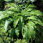 Ringtail Hosta Plants online shopping