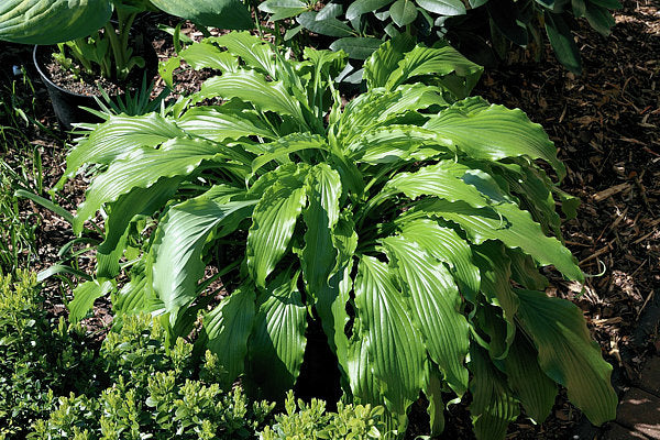 Ringtail Hosta Plants online shopping
