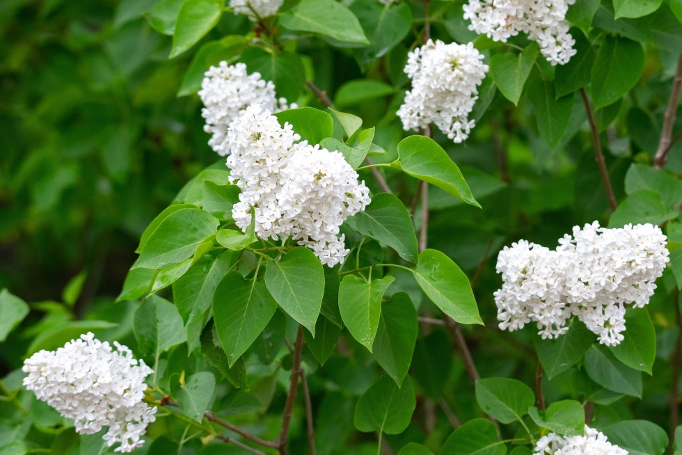 Common White Lilac