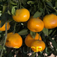 Ueno Satsuma Mandarin Budwood citrus plant material online shopping