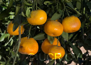 Ueno Satsuma Mandarin Budwood citrus plant material online shopping