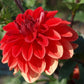 Patricia Ann’s Sunset Dahlia