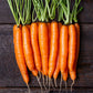 Caravel F1 Carrot