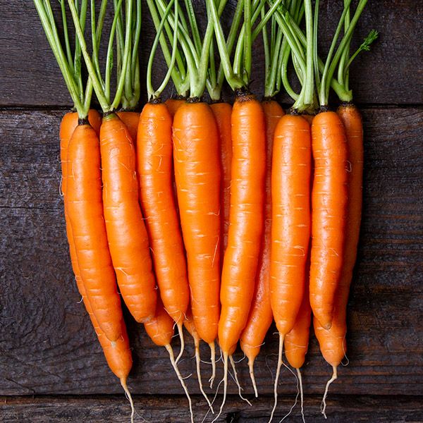 Caravel F1 Carrot