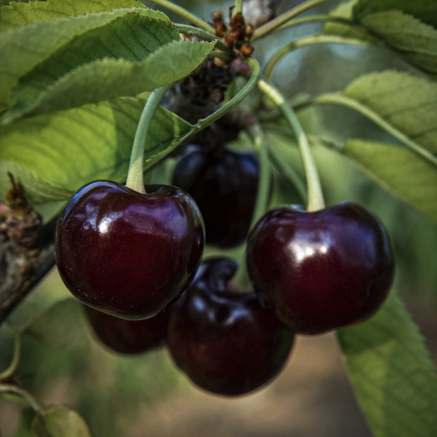 Black Gold™ Sweet Cherry