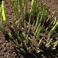 Sky Dancer Hosta Plants online shopping