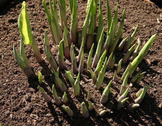 Sky Dancer Hosta Plants online shopping