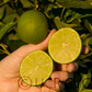 Persian Lime Budwood citrus plant material online shopping