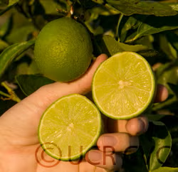Persian Lime Budwood citrus plant material online shopping