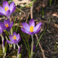 Whitewall Purple Snow Crocus Corms