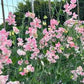 Nora Holman Sweet Pea seeds online shopping