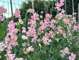 Nora Holman Sweet Pea seeds online shopping