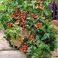 Gardener's Delight Cherry Tomato