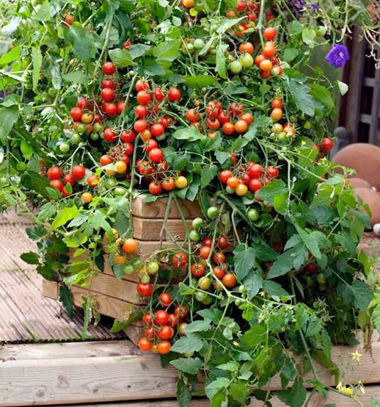 Gardener's Delight Cherry Tomato