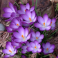 Ruby Giant Snow Crocus Corms