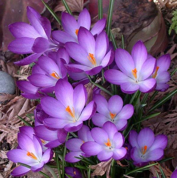 Ruby Giant Snow Crocus Corms