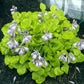 Ladybug Hosta Plants online shopping