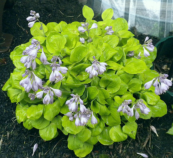 Ladybug Hosta Plants online shopping