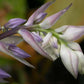 Grand Slam Hosta Plants online shopping
