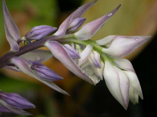 Grand Slam Hosta Plants online shopping