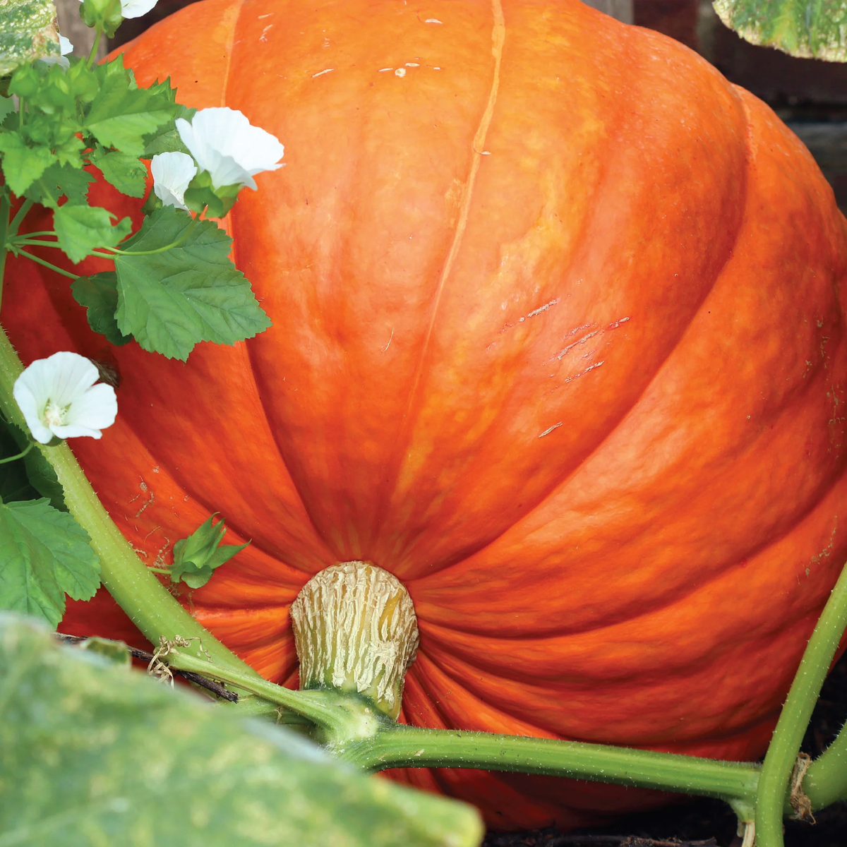 Dill's Atlantic Giant Pumpkin Seeds online shopping