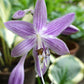 Lakeside Cranberry Relish Hosta Plants online shopping