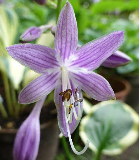 Lakeside Cranberry Relish Hosta Plants online shopping