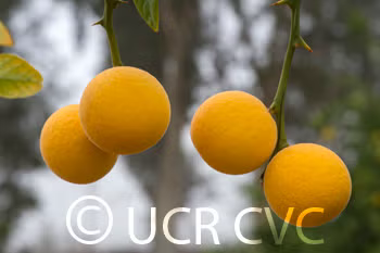 Rubidoux Trifoliate Seed citrus plant material online shopping