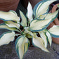 Teacher’s Pride Hosta Plants online shopping