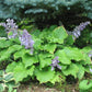 Grand Slam Hosta Plants online shopping