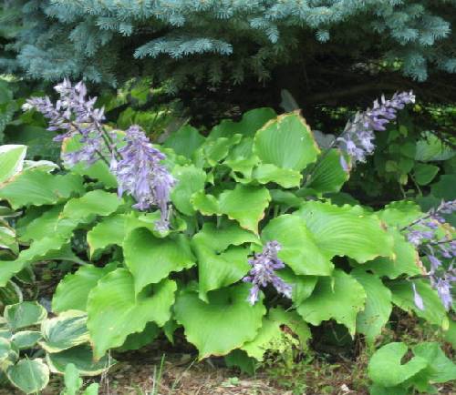 Grand Slam Hosta Plants online shopping