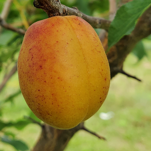 Westcot Apricot