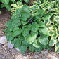 Grand Slam Hosta Plants online shopping
