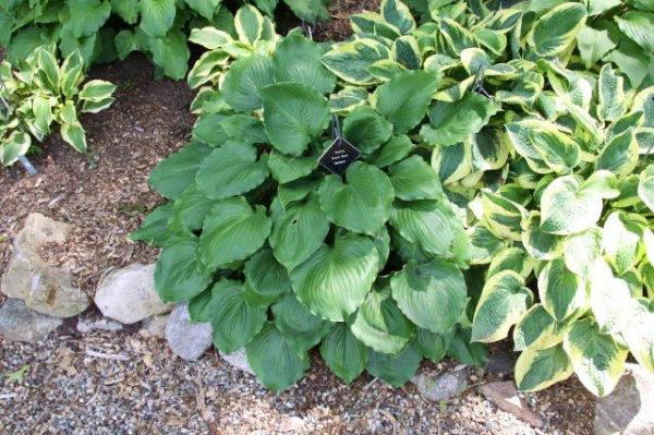 Grand Slam Hosta Plants online shopping