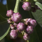 Millsweet Limetta Budwood citrus plant material online shopping