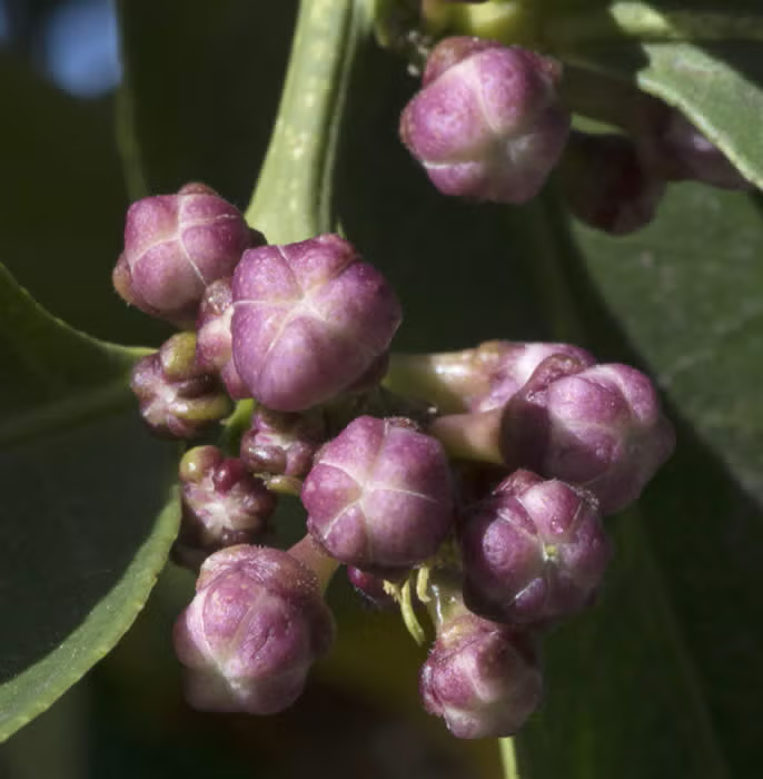 Millsweet Limetta Budwood citrus plant material online shopping
