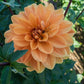 Teddy Dahlia