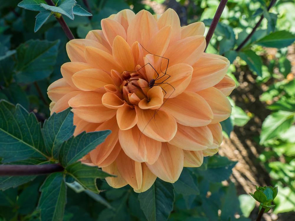 Teddy Dahlia