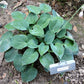 Kiwi Blue Baby Hosta Plants online shopping