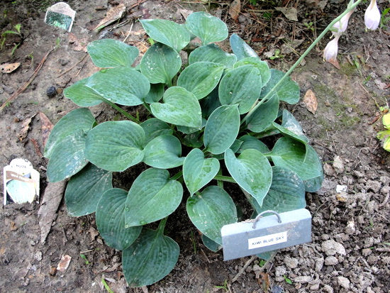 Kiwi Blue Baby Hosta Plants online shopping