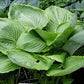 UFO Hosta Plants online shopping