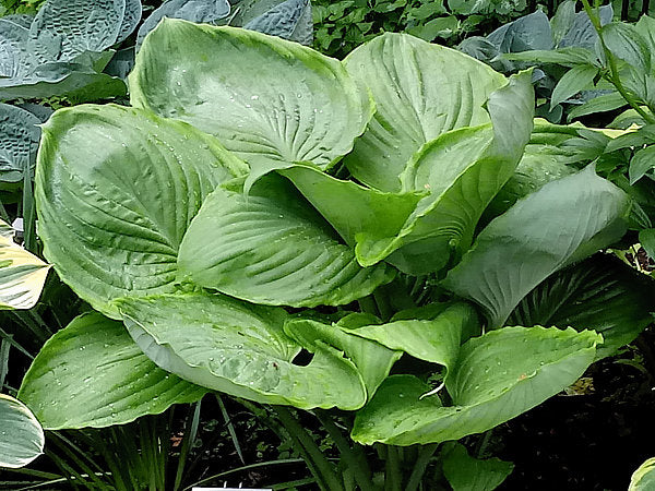 UFO Hosta Plants online shopping