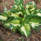 Pathfinder Hosta Plants online shopping